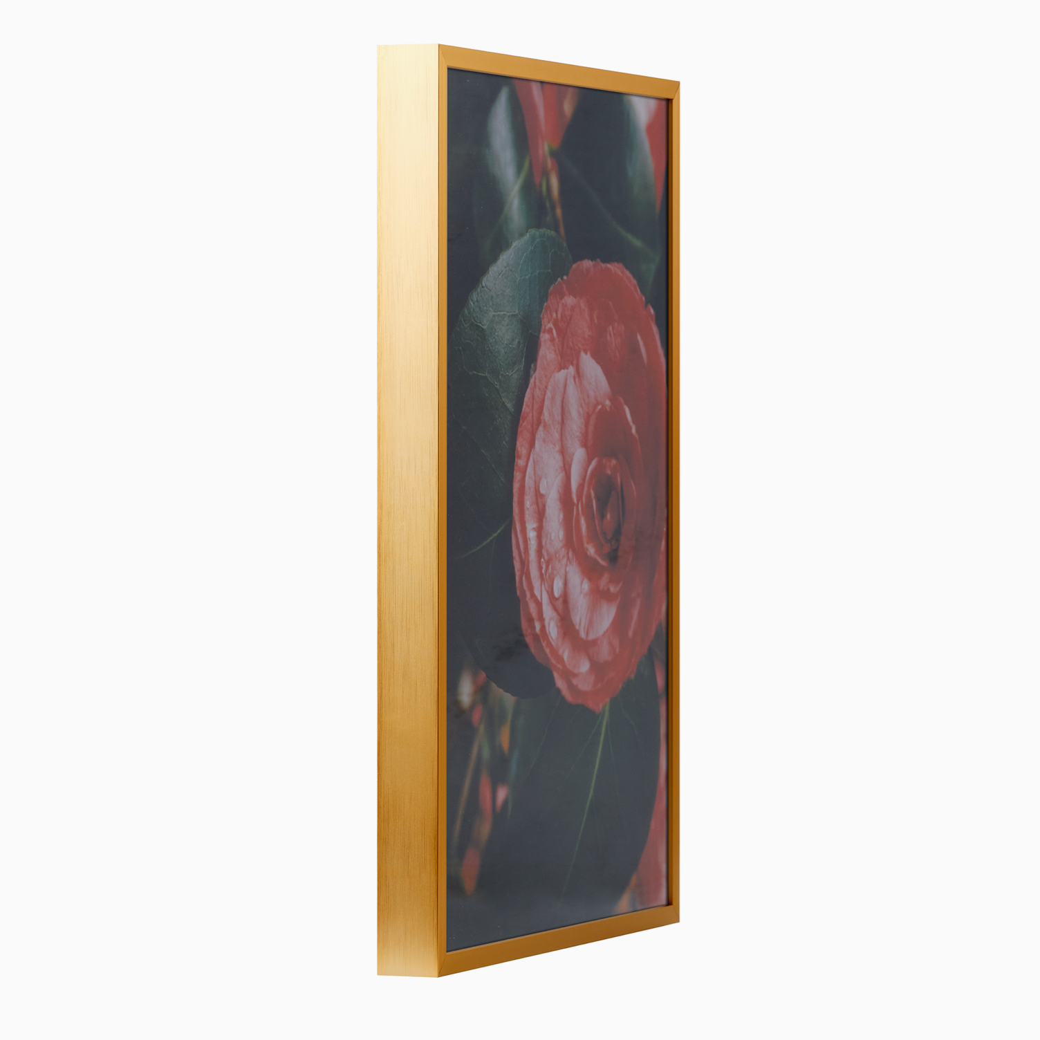 show case main image